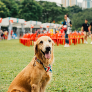 Represent Fetchin' Retrievers Rescue at local community events