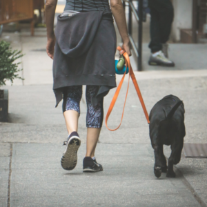 Volunteer to walk and socialize dogs for Fetchin' Retrievers Rescue