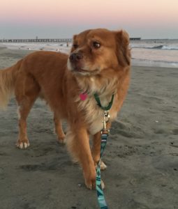 Dog on beach Dog on the beach