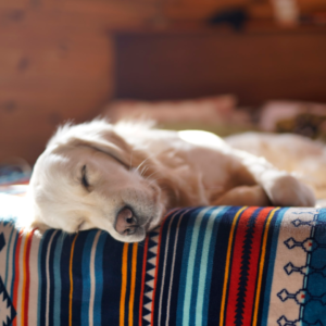 Foster a dog for Fetchin' Retrievers Rescue