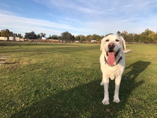 Happy Dog