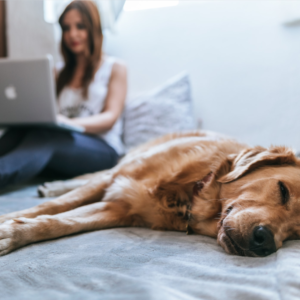 Scout shelters online to find dogs for Fetchin' Retrievers Rescue