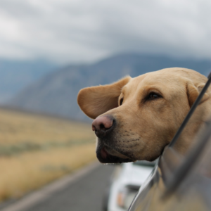 Transport a dog for Fetchin' Retrievers Rescue in Southern California