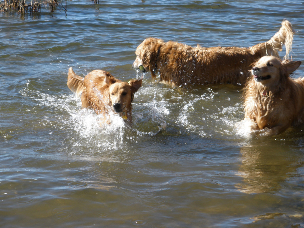 Rescue Golden Retrievers