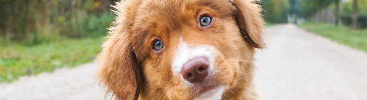 Adopt a Dog