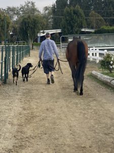 Sloan Walk w Horse and Dog