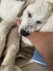 wyatt sleep with my arm pet