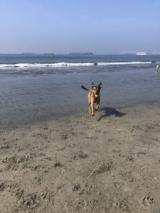 Clifford Runs on Beach