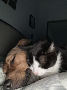 Clifford snooze with cat 2
