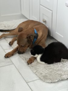 Clifford snooze with cat