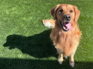 Popcorn Sit on Lawn