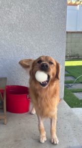 Popcorn ball