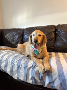 Lady G Couch Paws