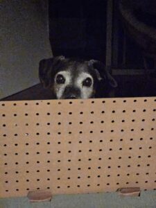Maisie Peek a Boo
