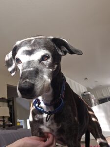 Maisie Shadows