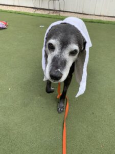 Maisie Towel
