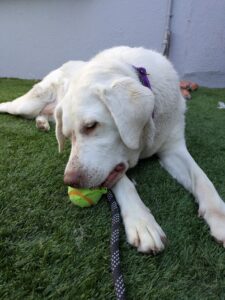 Ella and the ball