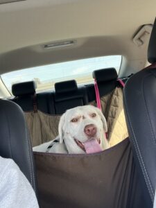 Ella car v2