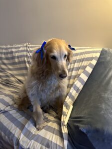 Lady Sophie Bows v2