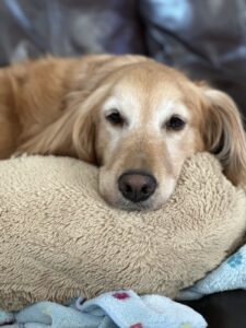 Sophie head on pillow