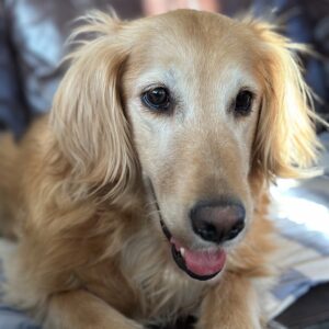 Sophie head shot march