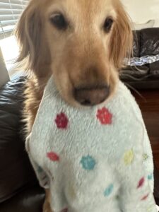 Sophie with Blanket