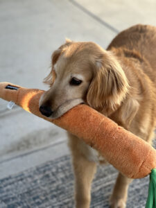 Sophies Carrot