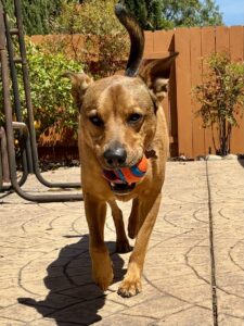 Benny and the ball