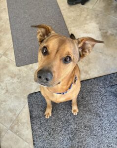 Cookie for a sit_
