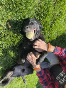 Rico Belly Rubs