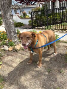 5 23 25 Easy to walk on leash