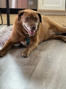 5 23 25 He likes a cool floor