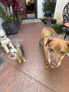 5 23 25 Ranger Hangs with Small Dog