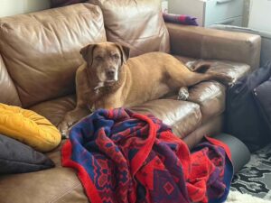 5 23 25 Ranger claims the couch