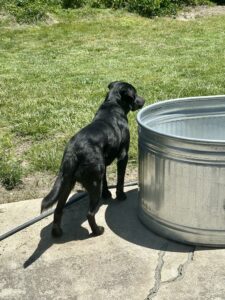 5 23 25 Rico at water tank