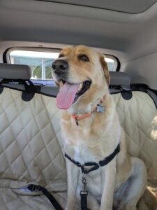 Happy Winnie Car