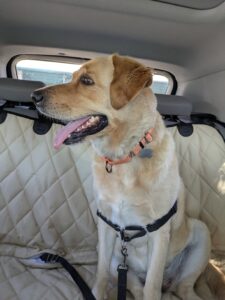 Winnie in Car Profile v2