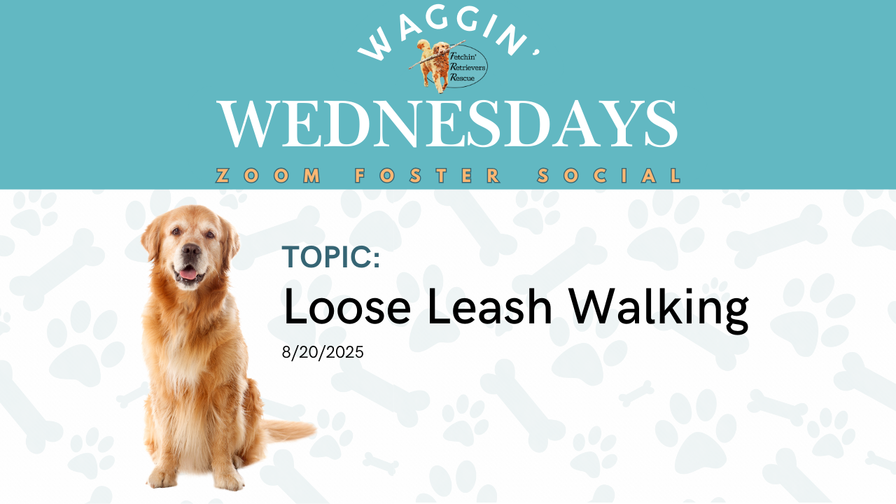 Episode 12: Loose Leash Walking
