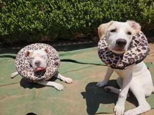 Astrid wears this fancy cone to keep her from going through the cat door.