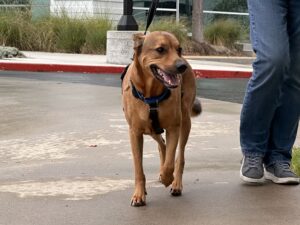 9 21 25 Benny Happy Trot