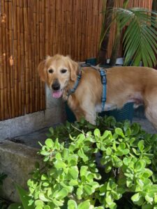 10 31 2025 Dany Blue Harness