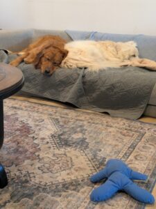 Abbot Sleeps On Couch Next to Molly