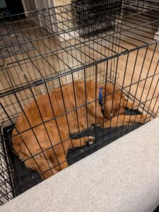 Abbott Crate Hang Out