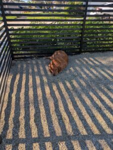 Abbott Lay Down Yard