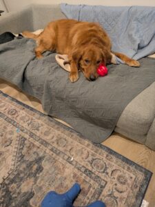 Abbott and his Favorite Toy