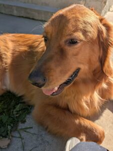 Abbott in Sun Backyard