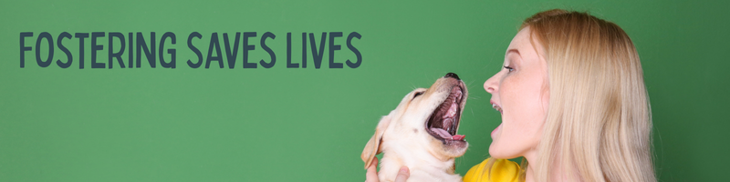 Foster a Labrador Retriever or a Golden Retriever for Fetchin' Retrievers Rescue.