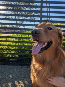 Adopt a Golden Retriever from Fetchin' Retrievers Rescue