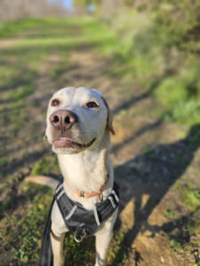 Lexi is a Labrador Retriever mix.