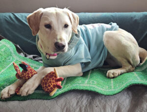 Lexi, a Labrador Retriever mix with a giraffe toy.